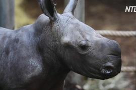 Пасхальный подарок: в нидерландском зоопарке родился белый носорог