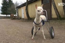 Осиротевшая альпака-инвалид снова может ходить