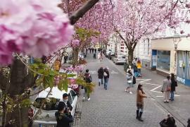 Улицы Бонна нарядились в розовое платье из вишнёвых цветов