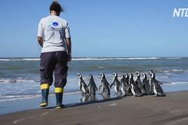 В Аргентине вылечили и вернули в океан 12 магеллановых пингвинов