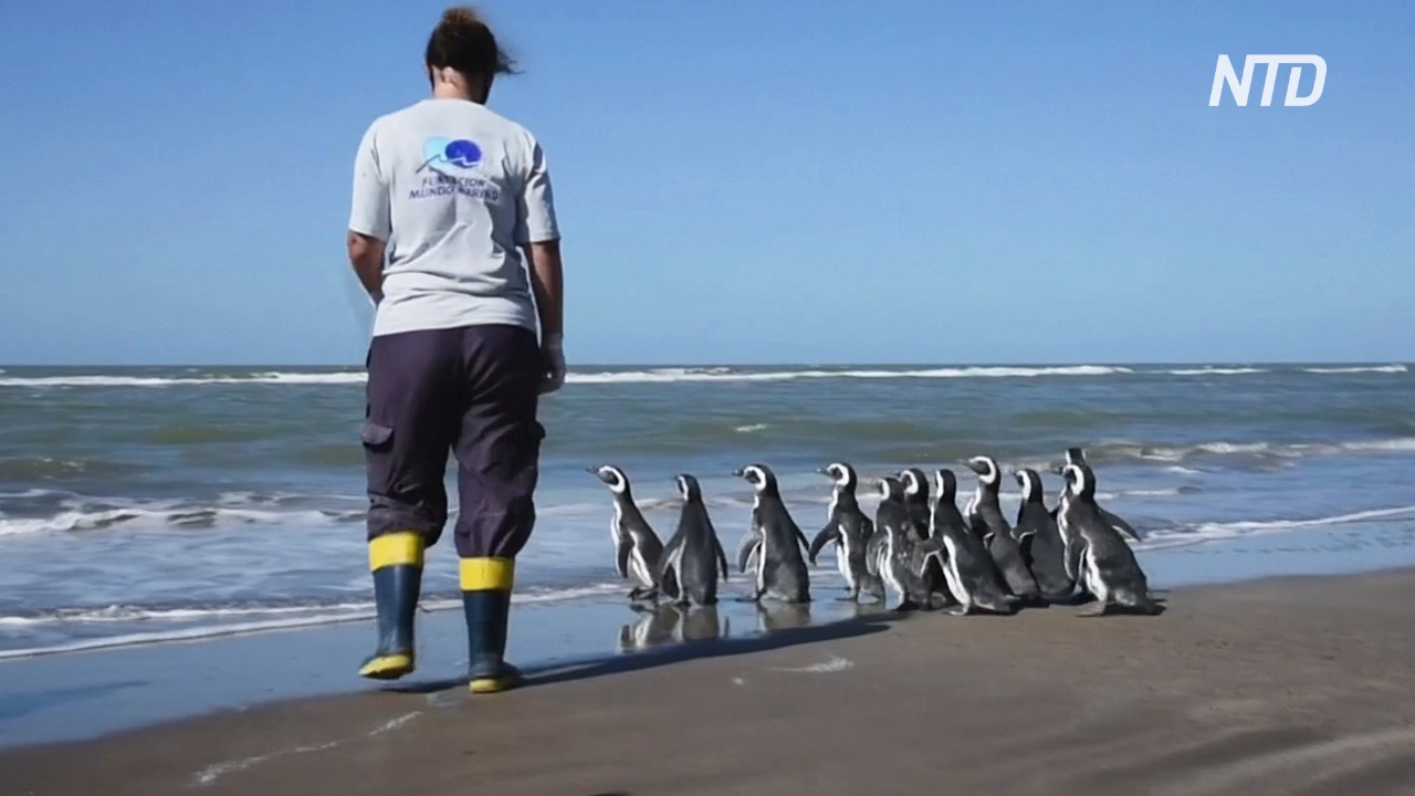 В Аргентине вылечили и вернули в океан 12 магеллановых пингвинов