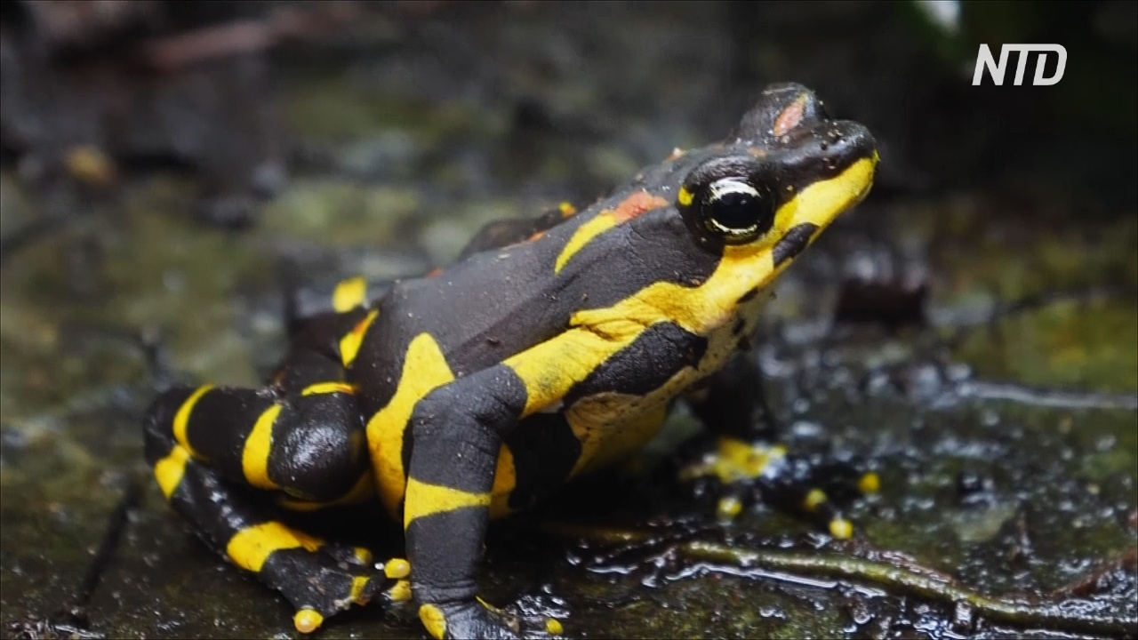 Исчезающих панамских жаб впервые вывели в неволе