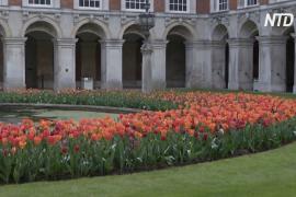 В лондонском дворце Хэмптон-Корт проходит фестиваль тюльпанов