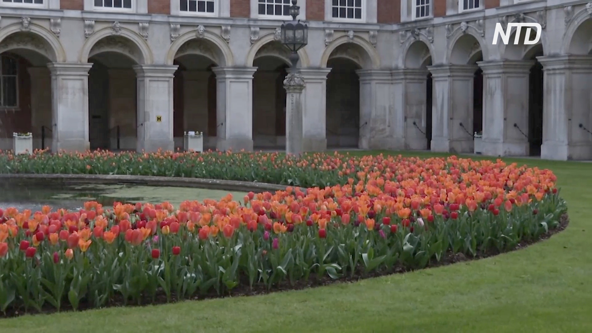 В лондонском дворце Хэмптон-Корт проходит фестиваль тюльпанов