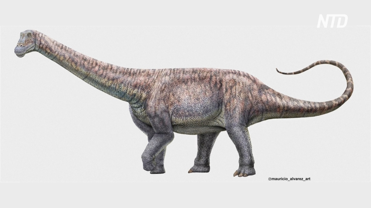 Чилийские учёные рассказали о новом виде титанозавров