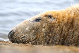 Новое приложение для наблюдения за тюленями поможет защитить их от угроз