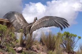 В Боливии выпустили в дикую природу спасённого андского кондора