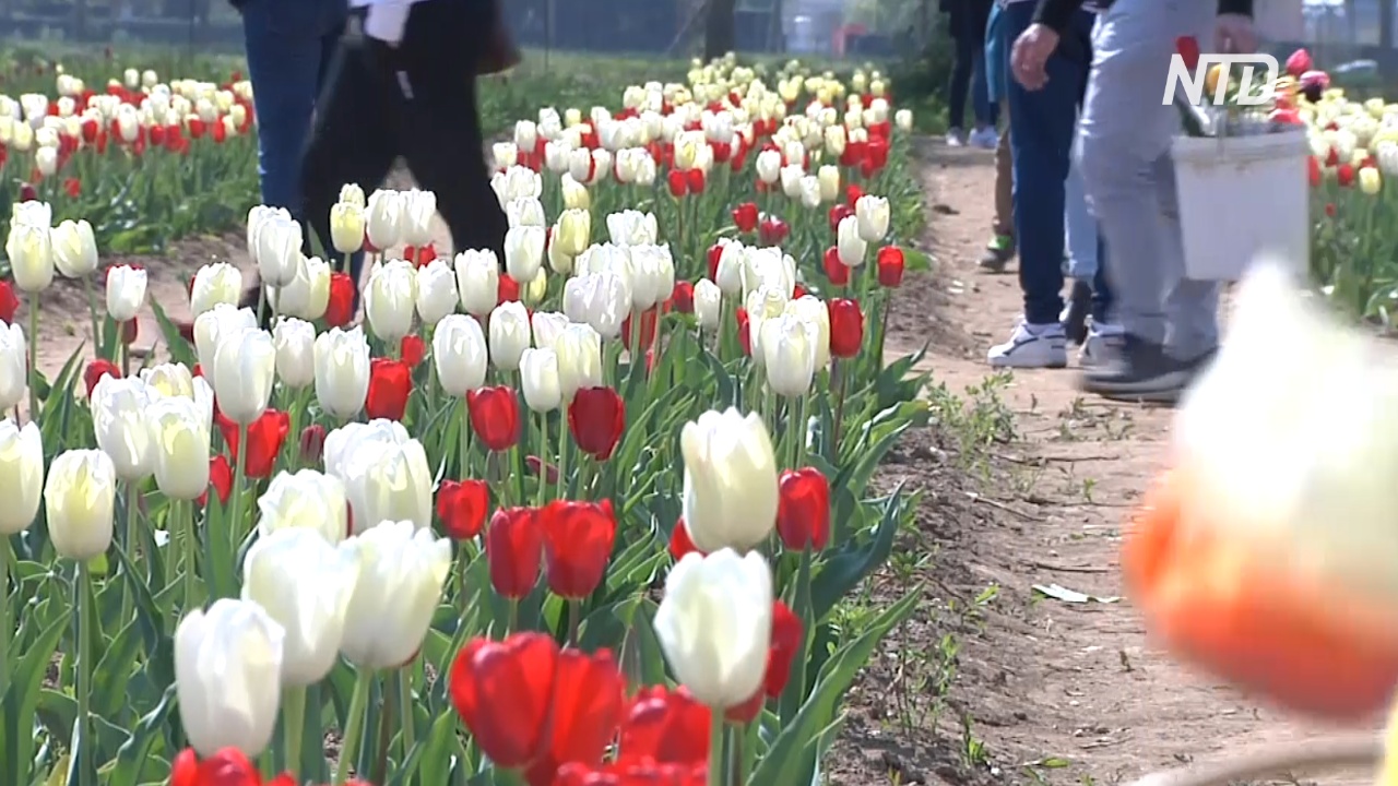 Итальянцы наслаждаются весной на тюльпановом поле