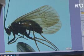 Новый вид насекомого назвали в честь коронавируса