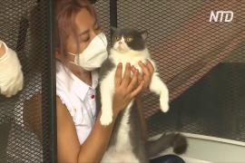 В Таиланде продали на аукционе шесть кошек, изъятых у подозреваемой в наркоторговле