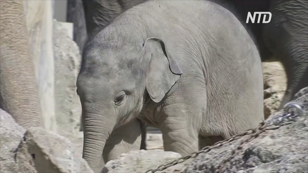 Слонёнок в мюнхенском зоопарке познаёт мир и наслаждается тёплой погодой