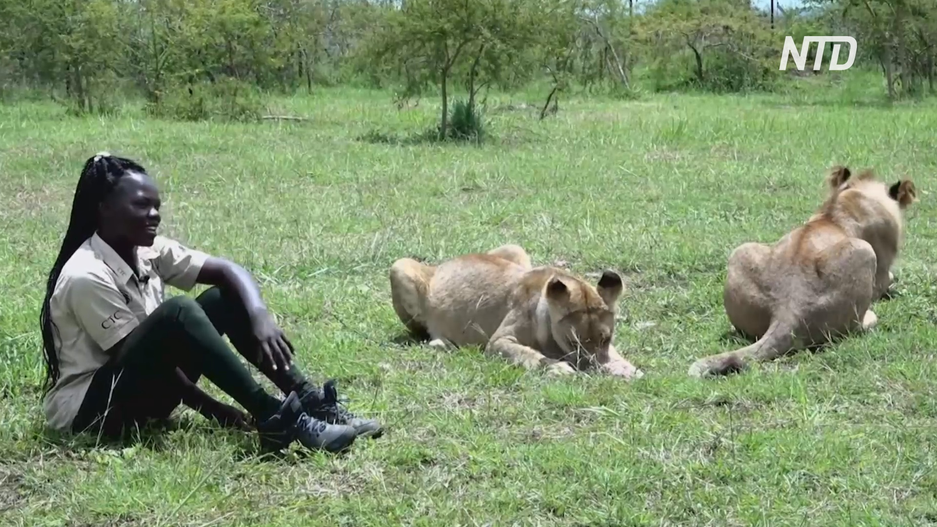 Угандийка не боится хищников и играет с ними, как с домашними питомцами