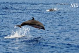 В Индонезии спасли дельфинов, которых незаконно заставляли выступать