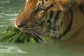 Как в Таиланде тигров охлаждают играми в бассейне и вкусным льдом