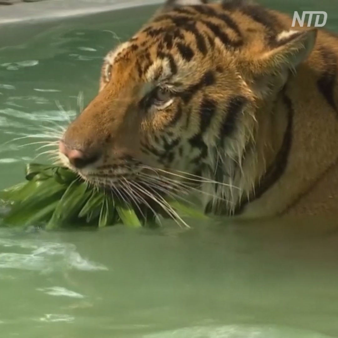 Как в Таиланде тигров охлаждают играми в бассейне и вкусным льдом