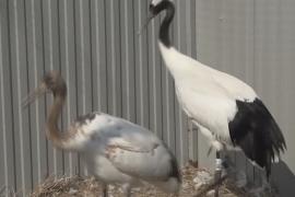 Как двух японских журавлей в Приморье выпускали на свободу