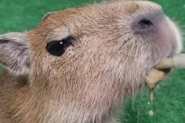 Как в Колумбии растят брошенного детёныша капибары