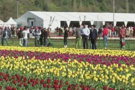 Самое большое в Азии поле тюльпанов зацвело в Кашмире
