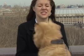 Как собака украла микрофон в прямом эфире