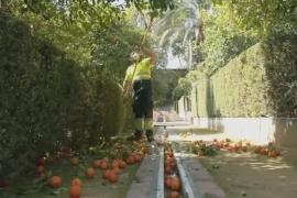 Севильские апельсины: с деревьев – на стол британской королевы