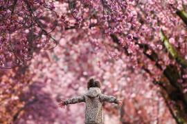 Улицы Бонна украсила цветущая вишня