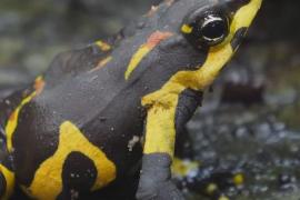 Редких пятнистых жаб из Панамы впервые вывели в неволе