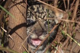 Семейство ягуаров выпустили в дикую природу Аргентины