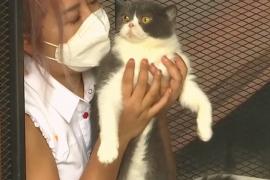 Почему шесть тайских кошек продавали на аукционе