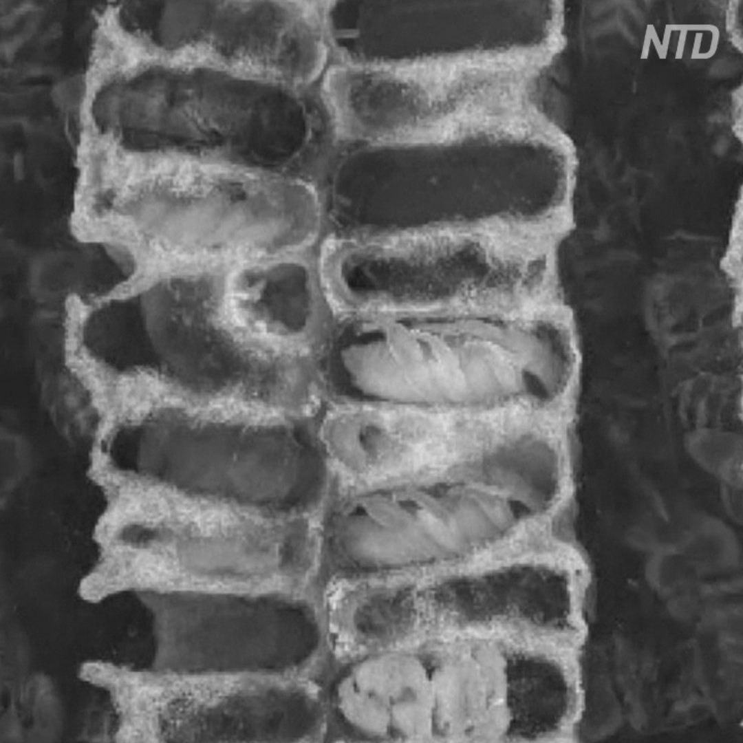 Кормление, уборка и каннибализм: что происходит внутри улья Кормление, уборка и каннибализм: что происходит внутри улья