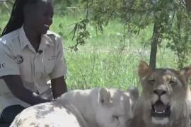 Угандийка играет с хищниками, как с котятами