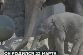 Слонёнок исследует мир в вольере мюнхенского зоопарка