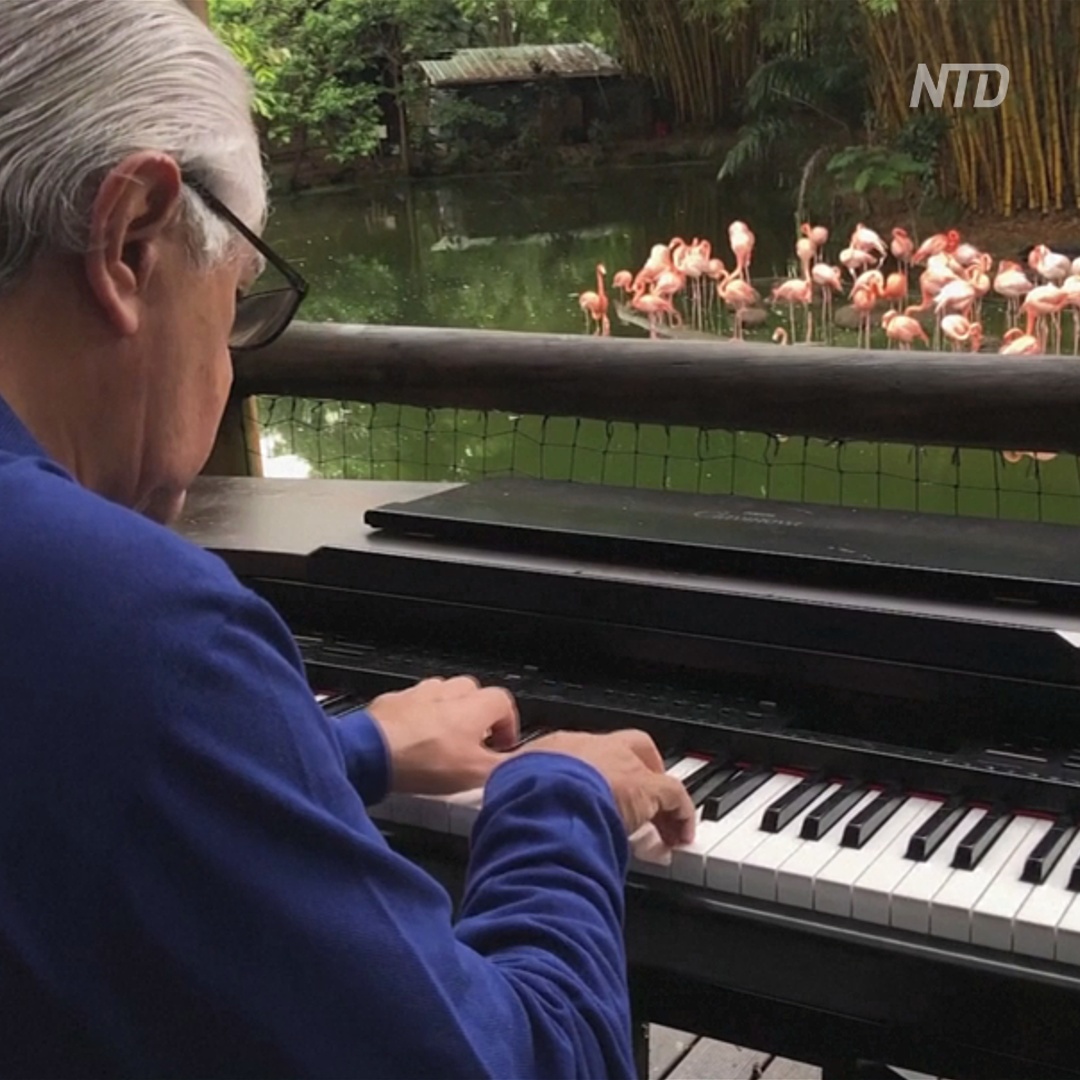 Питомцам зоопарка в Колумбии играли классическую музыку