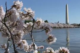 Сакура окутала цветом аллею в Вашингтоне