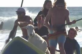 Козлы-сёрферы катаются по волнам на пляже Калифорнии