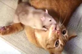 Как крыса проявляет любовь к коту
