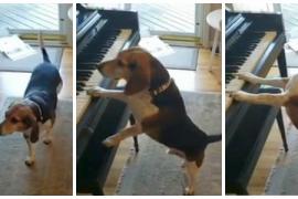 Может ли пёс сыграть на фортепиано?