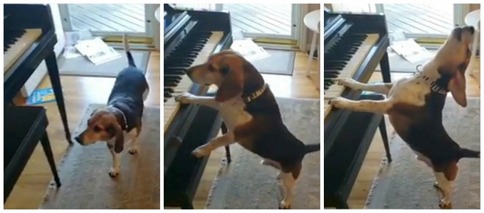 Может ли пёс сыграть на фортепиано?