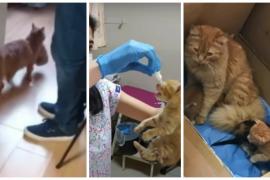 Турция: зачем бездомная кошка принесла котят в больницу