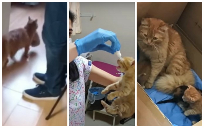Турция: зачем бездомная кошка принесла котят в больницу