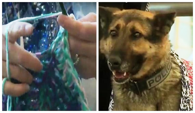 Женщина нашла способ позаботиться о полицейских собаках