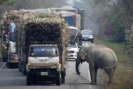 Зачем слон устроил блокпост на дороге