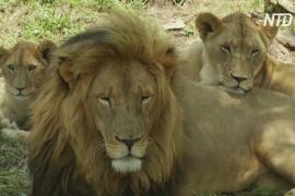 В ЮАР запретят разведение львов в неволе в коммерческих целях