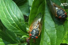 В США ожидают «нашествия» триллионов цикад