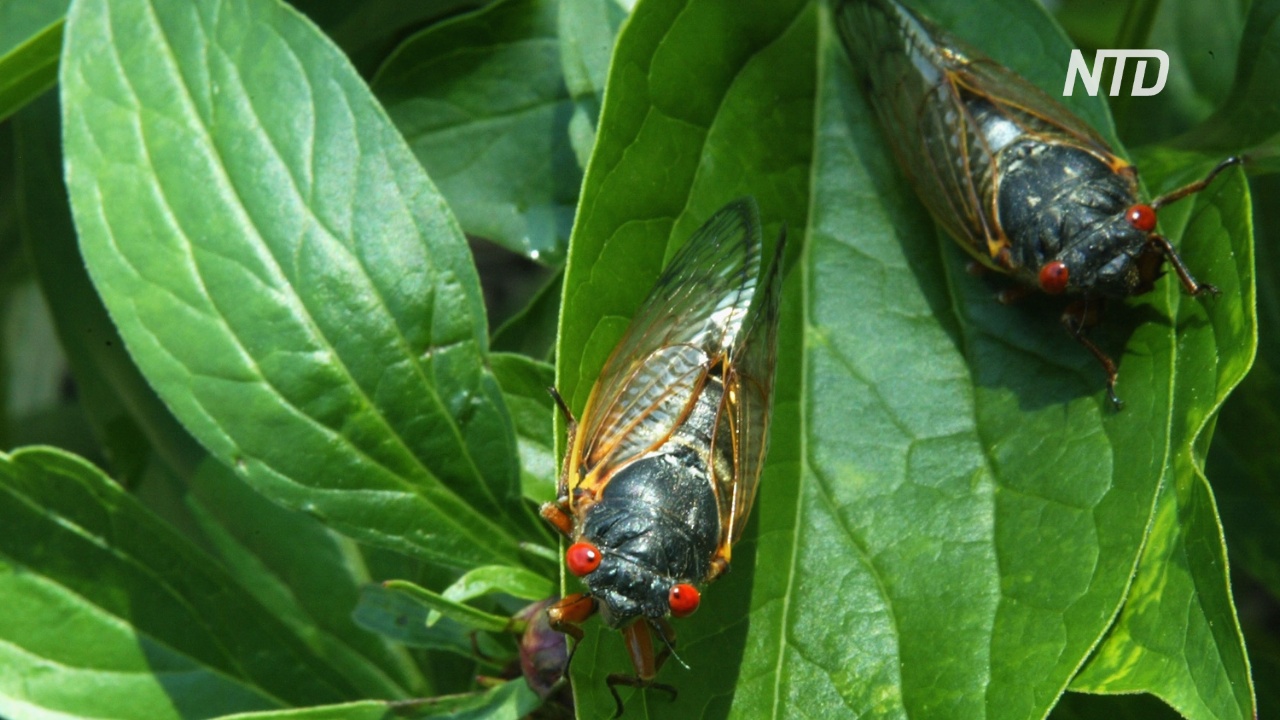 В США ожидают «нашествия» триллионов цикад