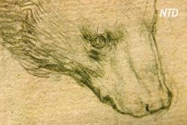 Рисунок головы медведя Леонардо да Винчи может принести до $16 млн