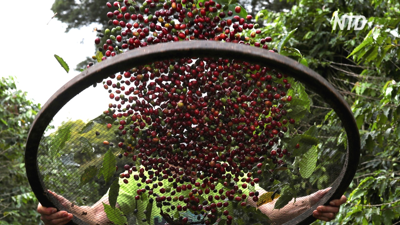 Сбор урожая кофе в Бразилии начался с городской плантации в Сан-Паулу