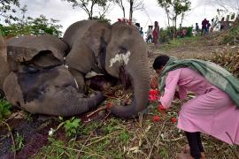 Молния убила 18 слонов в Индии