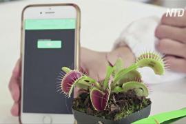 Сингапурские учёные управляют растениями через приложение в смартфоне