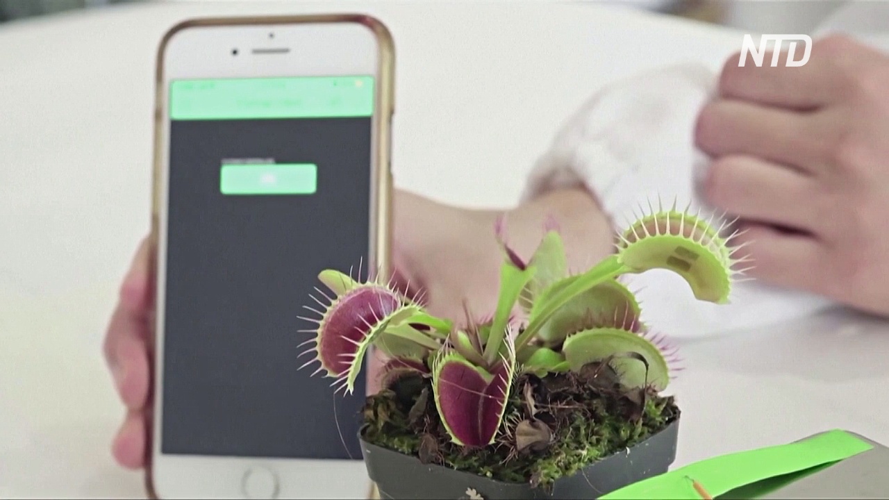 Сингапурские учёные управляют растениями через приложение в смартфоне