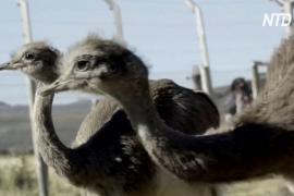 В чилийской Патагонии выпустили 14 птиц нанду, которым угрожает исчезновение